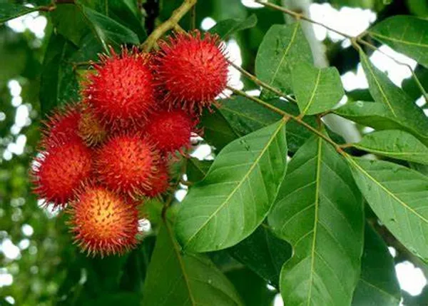 Rambutan_Healthy_Fruit_Plant_(Pack_Of_1)