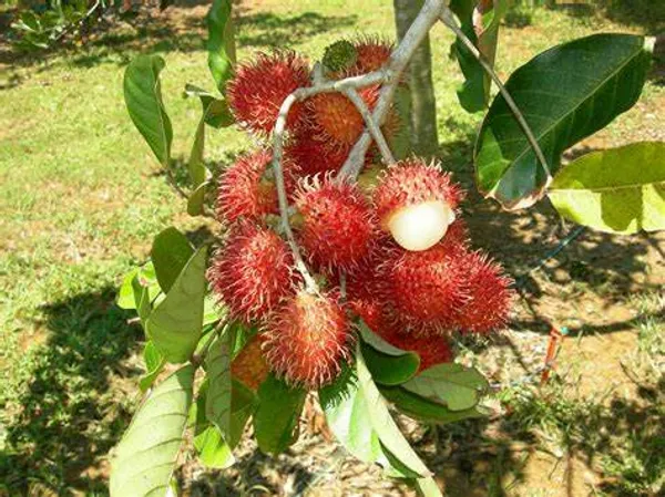 Rambutan_Healthy_Fruit_Plant_(Pack_Of_1)