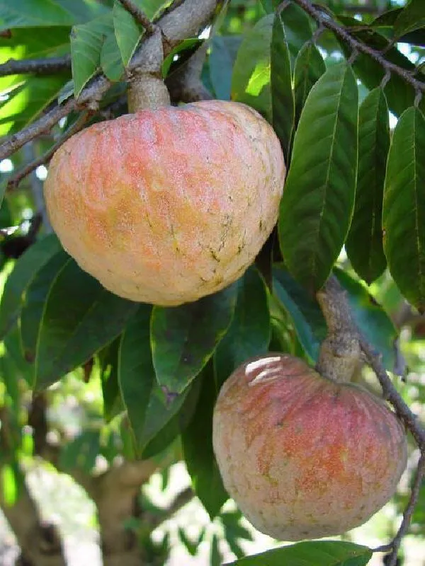 Ramphal_Healthy_&_Hybrid_Fruit_Plant_(Pack_Of_1)