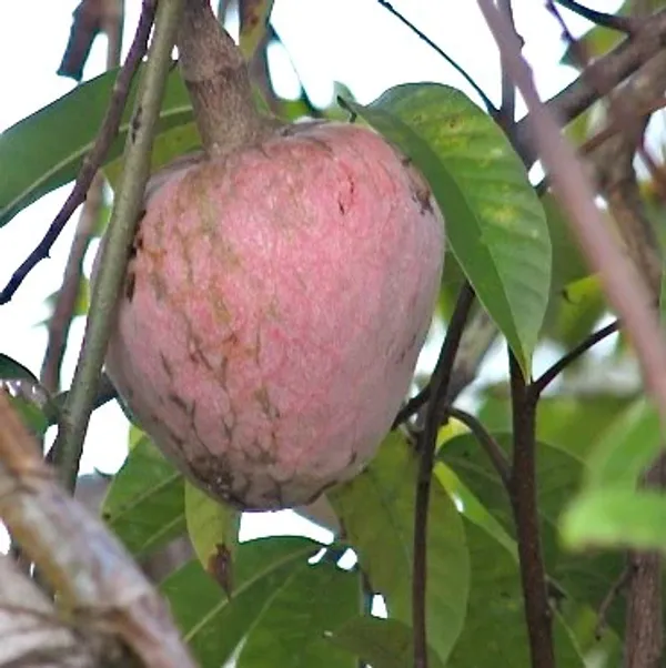 Ramphal_Healthy_&_Hybrid_Fruit_Plant_(Pack_Of_1)