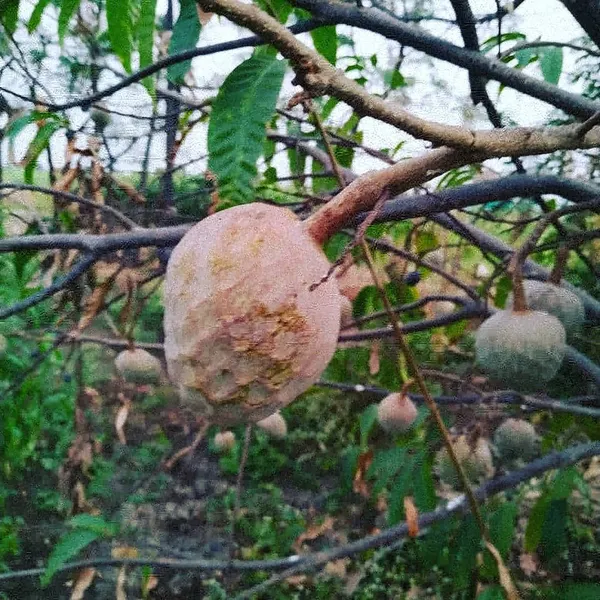 Ramphal_Healthy_&_Hybrid_Fruit_Plant_(Pack_Of_1)