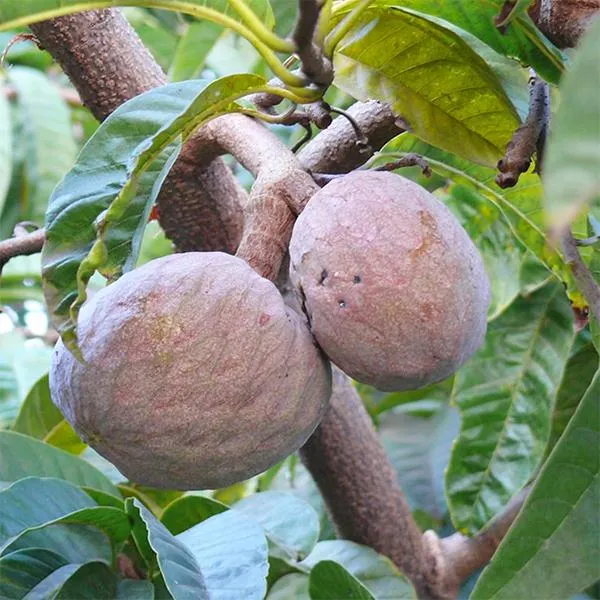 Ramphal_Healthy_&_Hybrid_Fruit_Plant_(Pack_Of_1)