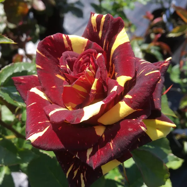 Rare_Abrakadabra_Rose_Plant_(Pack_Of_1)