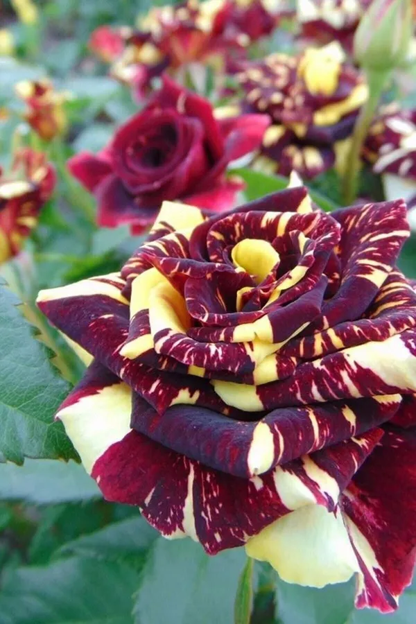 Rare_Abrakadabra_Rose_Plant_(Pack_Of_1)