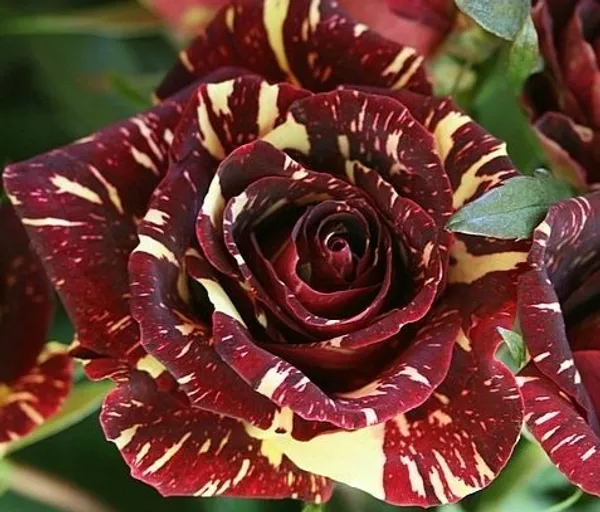 Rare_Abrakadabra_Rose_Plant_(Pack_Of_1)