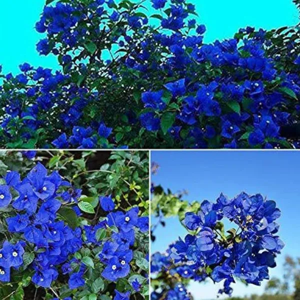 Rare_Blue_Bougainville_plant_|_Pack_of_1