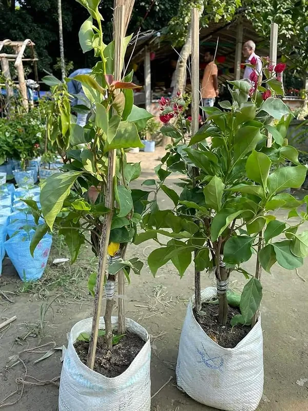 Rare_Multicolor_Bougainvillea_1-Healthy_Flower_Plant_(Greftad)_5_To_6_Colour_For_Home_Garden_Plant_,Plant_Height_1_Feet_To_1.5_Feet.