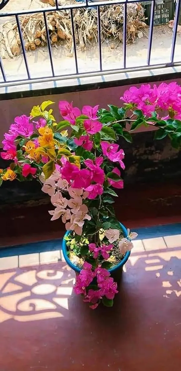 Rare_Multicolor_Bougainvillea_1-Healthy_Flower_Plant_(Greftad)_5_To_6_Colour_For_Home_Garden_Plant_,Plant_Height_1_Feet_To_1.5_Feet.