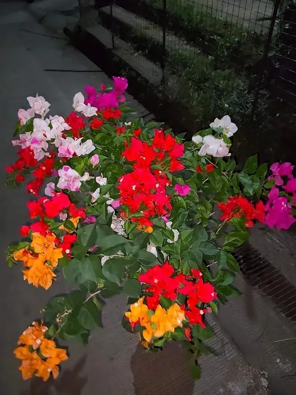 Rare_Multicolor_Bougainvillea_1-Healthy_Flower_Plant_(Greftad)_5_To_6_Colour_For_Home_Garden_Plant_,Plant_Height_1_Feet_To_1.5_Feet.
