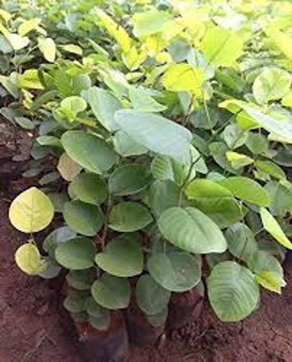 Rare_Red_Sandalwood_plant_|_Lal_Chandan_Plant_(1.5-2_Feet_Height_Pack_Of_1)