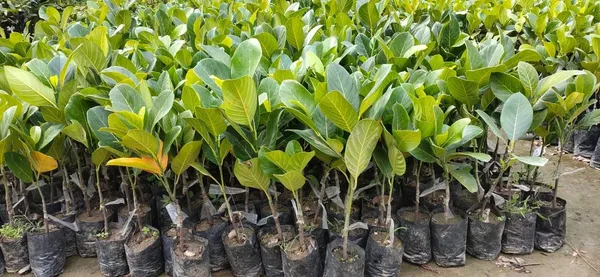 All_Time_Red_Jackfruit_Outdoor_Plant_Healthy_Hybrid_Plant_For_Home_Garden