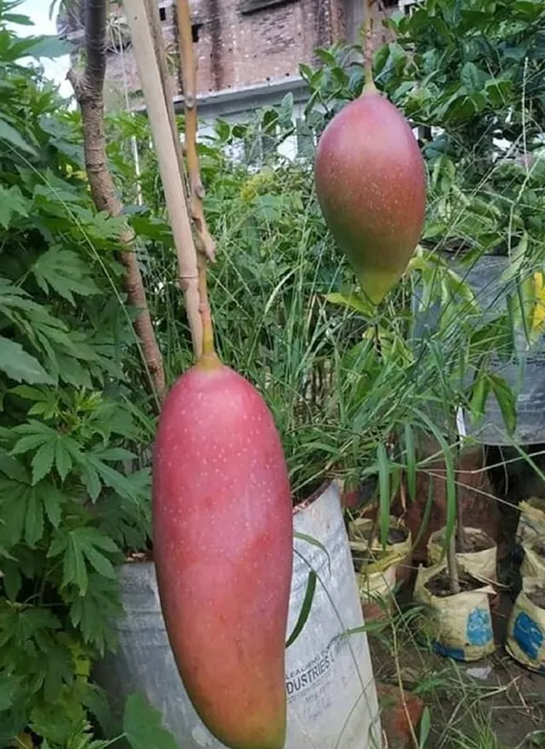 Red_Banana_Variety_Grafted_Aam_Fruit_Plants_&_Tree(1.5-2_Ft_Size)