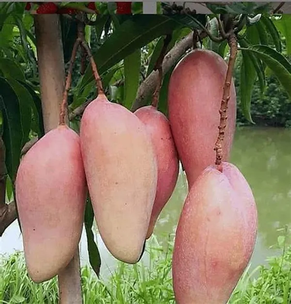 Red_Banana_Variety_Grafted_Aam_Fruit_Plants_&_Tree(1.5-2_Ft_Size)