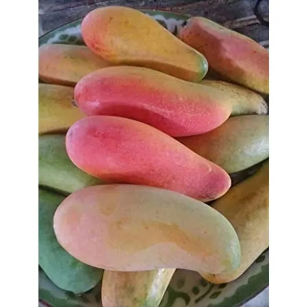 Red_Banana_Variety_Grafted_Aam_Fruit_Plants_&_Tree(1.5-2_Ft_Size)