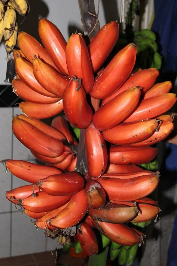 Red_Banana_Plant_For_Home_Gardening