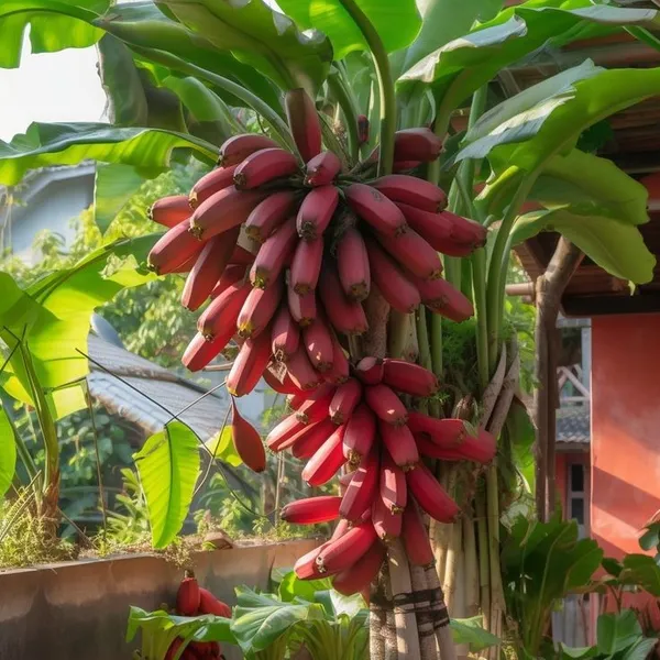 Red_Banana_Plant_For_Home_Gardening
