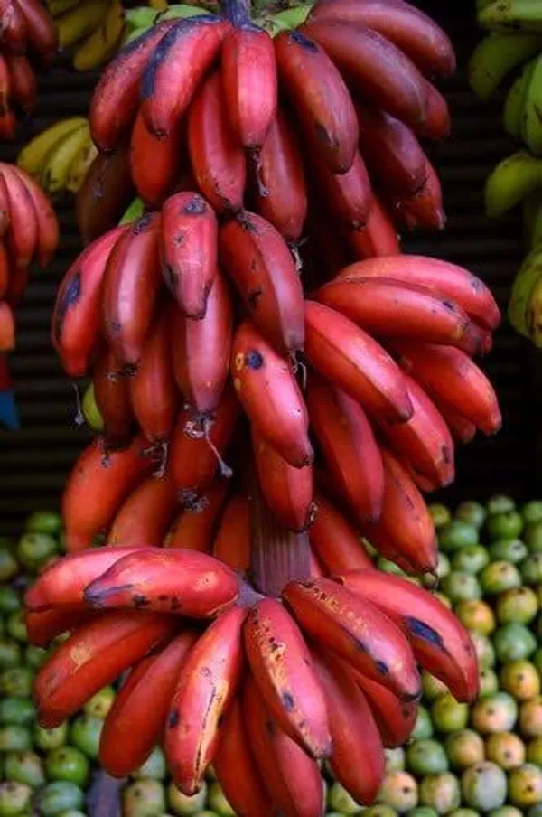 Red_Banana_Plant_For_Home_Gardening