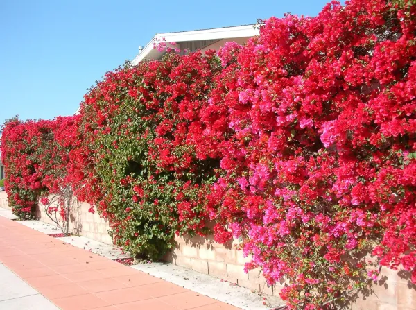 Red_Bougainvillea_Flower_Plant_Grafted_Tree