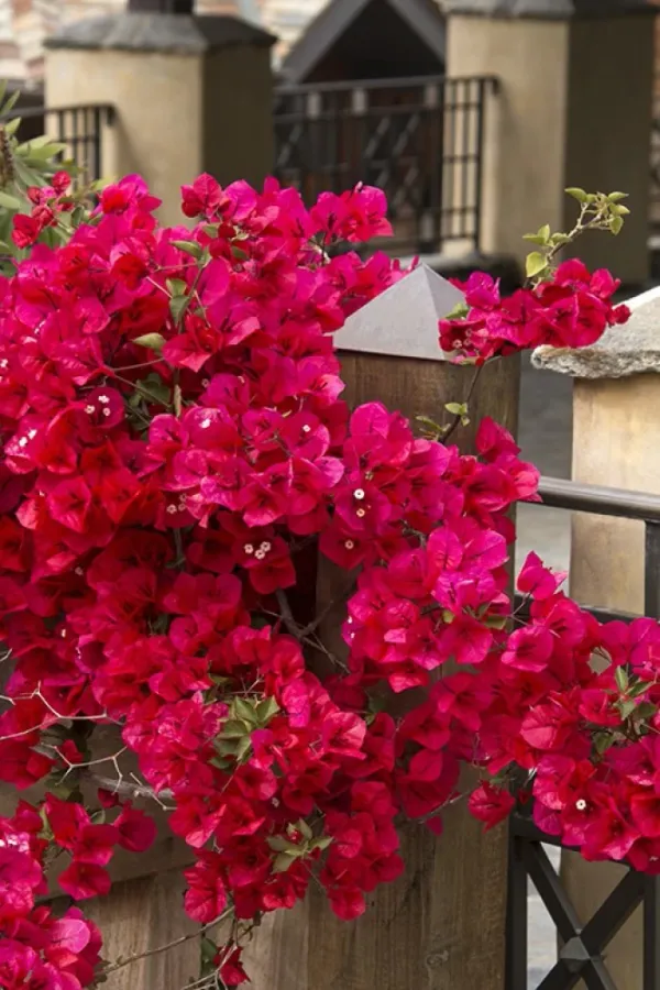 Red_Bougainvillea_Flower_Plant_Grafted_Tree