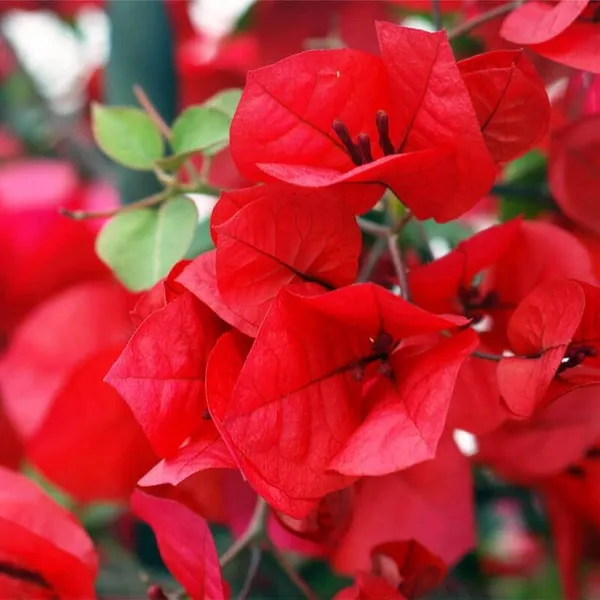 Red_Bougainvillea_Flower_Plant_Grafted_Tree