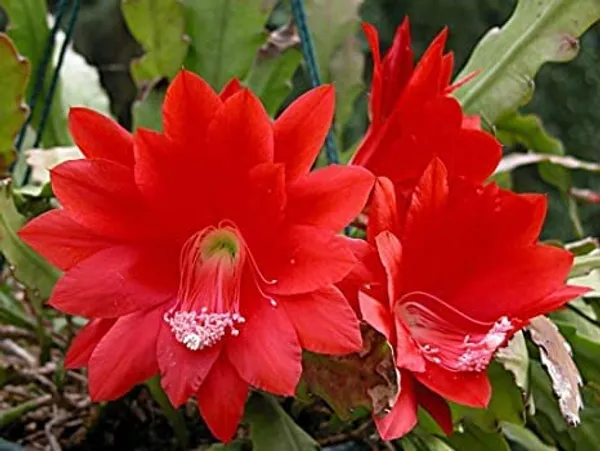 Red_Brahma_Kamal_Red_Night_Queen_Healthy_Plant__Pack_of_1