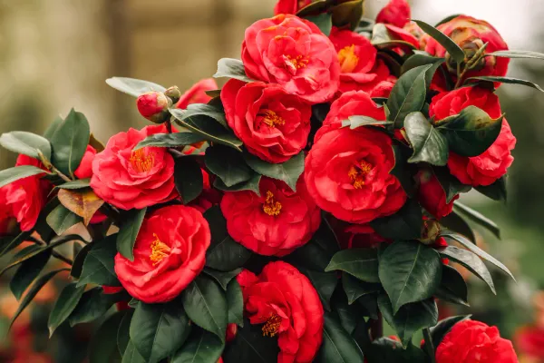 Red_Camellia_Flower_Plant_For_Home_Decor