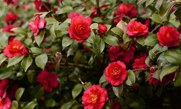 Red_Camellia_Flower_Plant_For_Home_Decor
