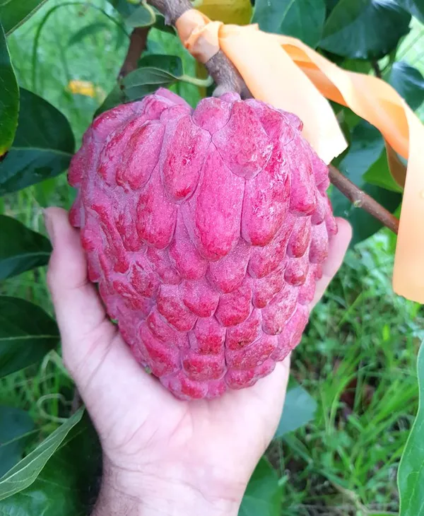 Red_Custard_Apple_Grafting_Plant__(Pack_Of_1)