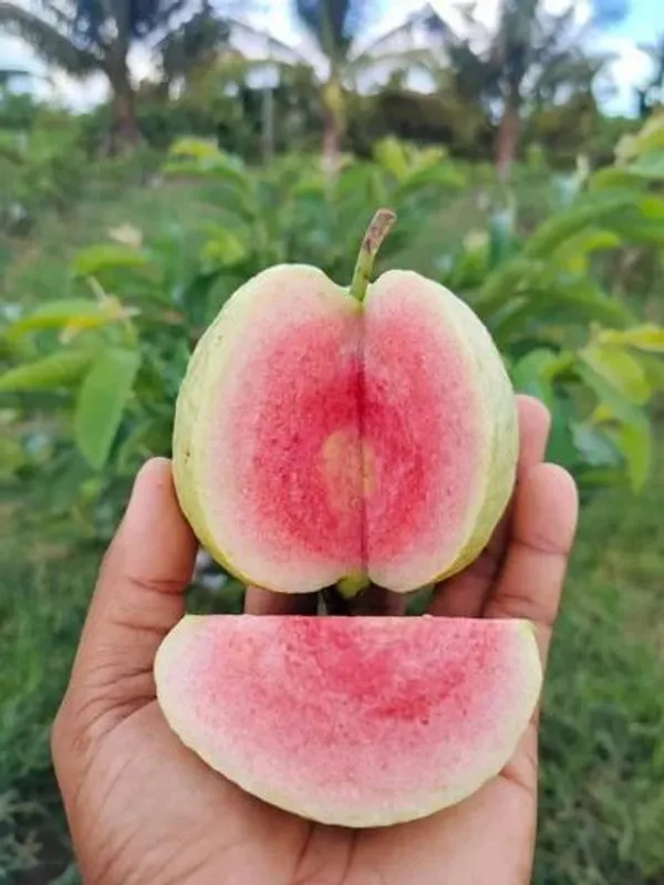 Thai_Red_Daimon_Guava_Hybrid_Fruit_Plant_Air_Learning_Grafted