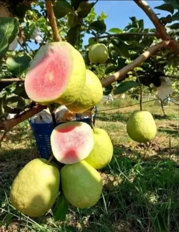 Thai_Red_Daimon_Guava_Hybrid_Fruit_Plant_Air_Learning_Grafted