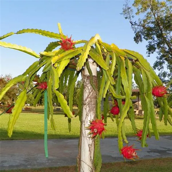 Red_Dragon_Hybrid_Fruit_Plant_(Pack_Of_1)