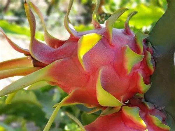 Red_Dragon_Hybrid_Fruit_Plant_(Pack_Of_1)