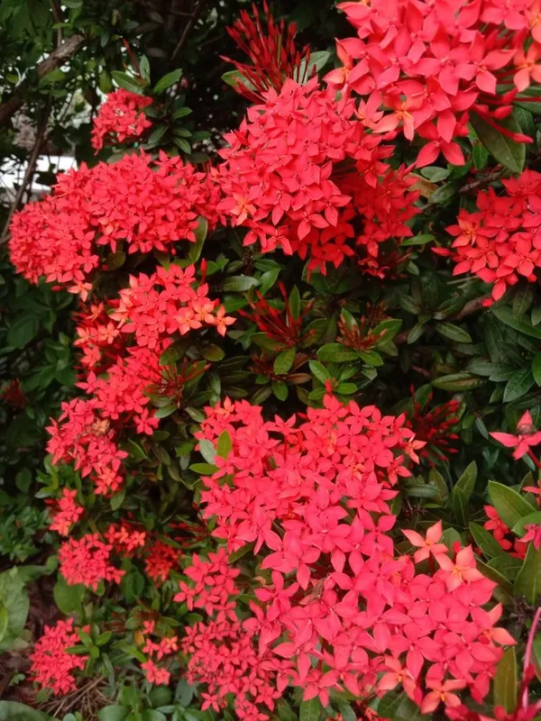 Red_Hybrid_Ixora_plant