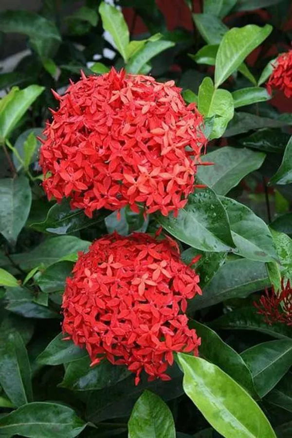 Red_Hybrid_Ixora_plant