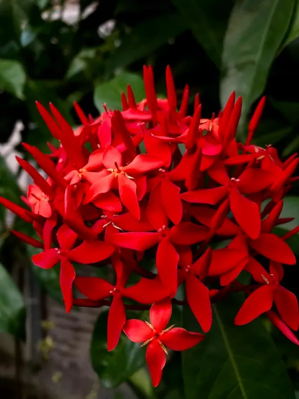 Red_Hybrid_Ixora_plant