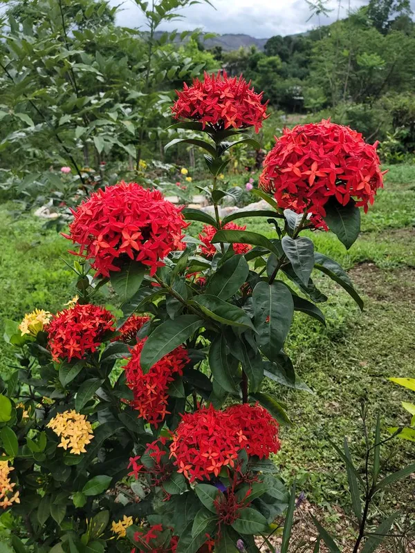 Red_Hybrid_Ixora_plant