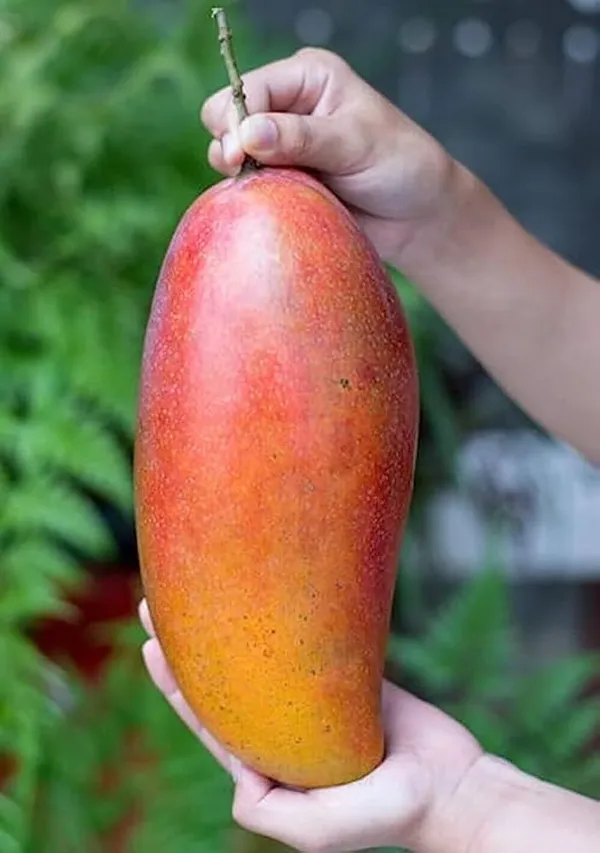 Red_Ivory_Mango_Fruit_Plant_Hybrid_Grafted_Tree