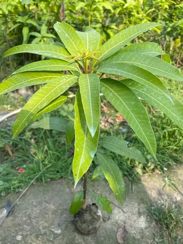 Red_Ivory_Mango_Fruit_Plant_Hybrid_Grafted_Tree
