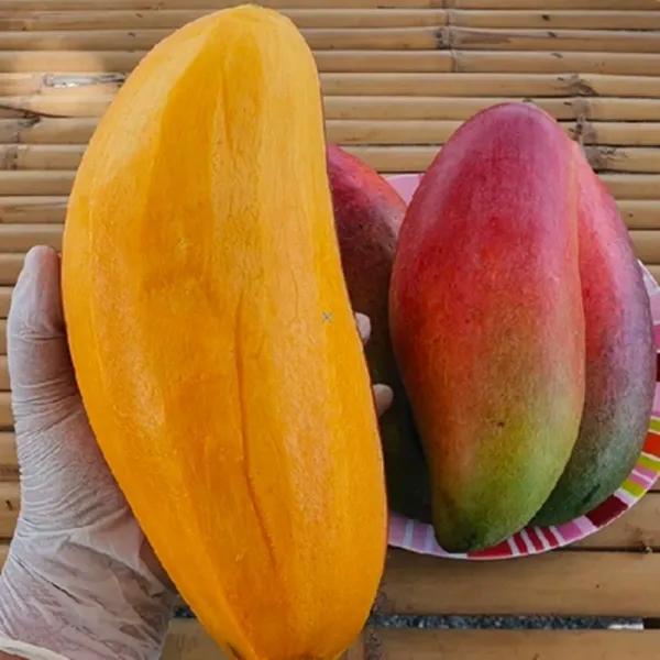 Red_Ivory_Mango_Fruit_Plant_Hybrid_Grafted_Tree