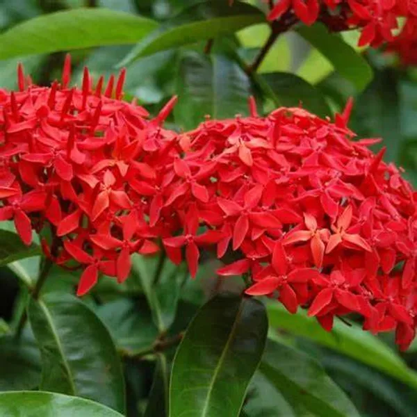 Red_Ixora_Flower_12_Months_Plant_(Pack_Of_1)
