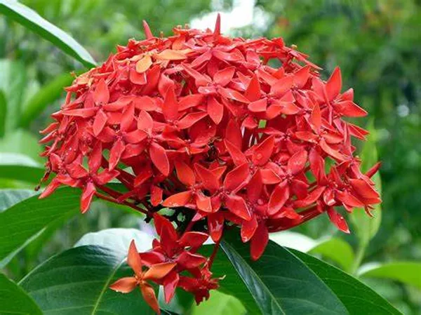Red_Ixora_Flower_12_Months_Plant_(Pack_Of_1)