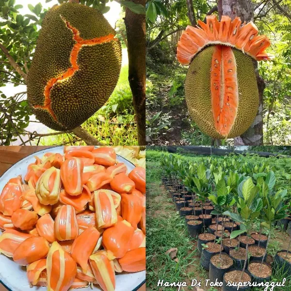 Red_Jackfruit_Plant_Pack_of_1