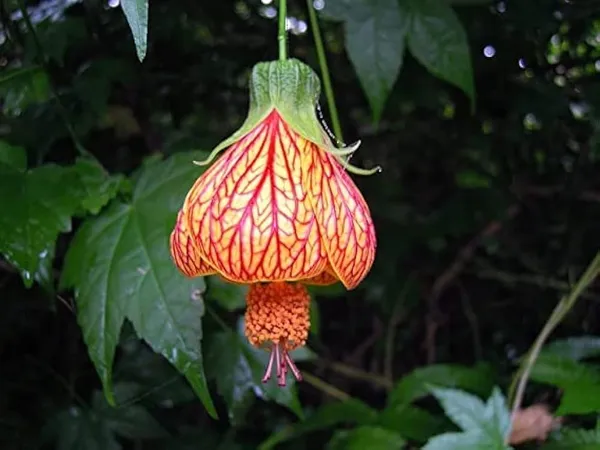 Tiger_Lanthan_Hibiscus_Flower_Plant_(1.5-2_Feet_Height_Pack_Of_1)