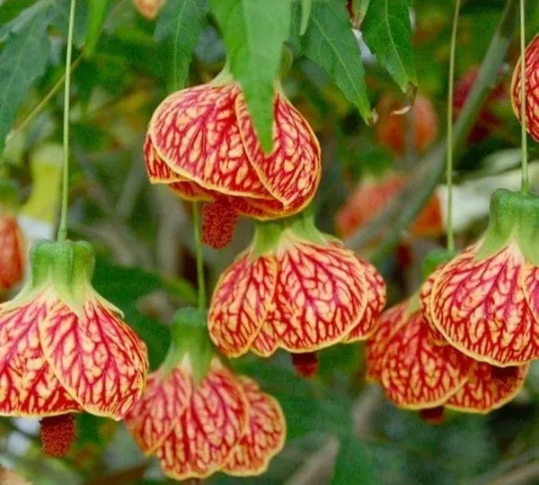 Tiger_Lanthan_Hibiscus_Flower_Plant_(1.5-2_Feet_Height_Pack_Of_1)