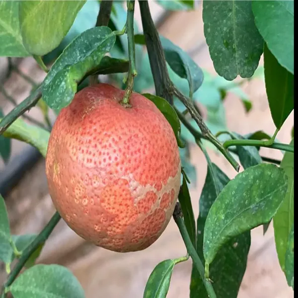 Red_Red_Malta_Mosambi_Lemon_Hybrid_Fruit_Plant