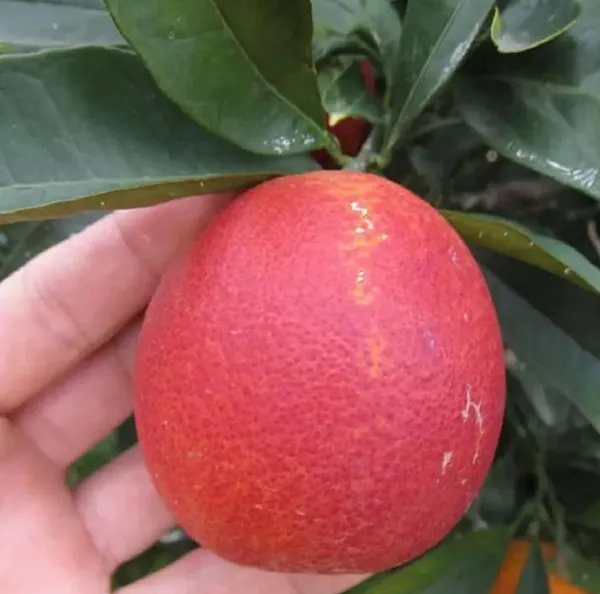 Red_Red_Malta_Mosambi_Lemon_Hybrid_Fruit_Plant