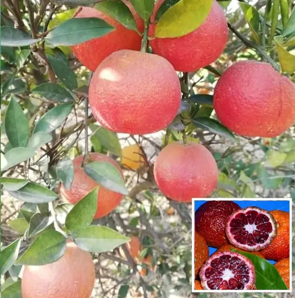 Red_Red_Malta_Mosambi_Lemon_Hybrid_Fruit_Plant