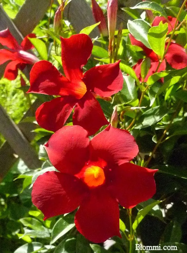 Red_Mandevilla_Flower_Plant