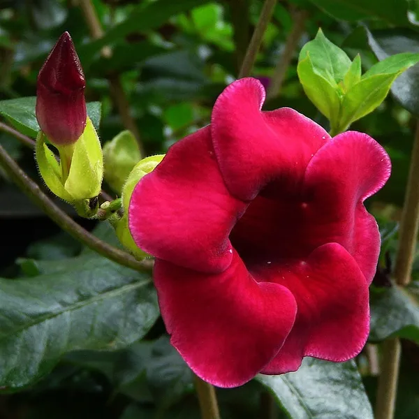 Red_Mandevilla_Flower_Plant