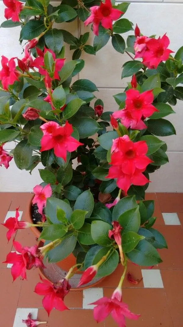 Red_Mandevilla_Flower_Plant